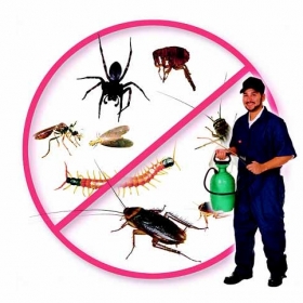 Dịch vụ diệt côn trùng tận gốc