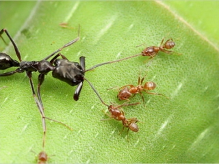 Loài kiến và những điều thú vị về kiến bạn không nên bỏ qua
